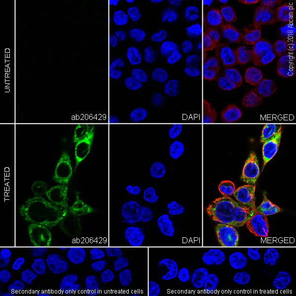 Immunocytochemistry/ Immunofluorescence - Anti-MIP-1 alpha/CCL3 + CCL4/MIP-1 beta + CCL3L1 + CCL4L1 antibody [EPR19900-275] - BSA & Azide free (AB245831)