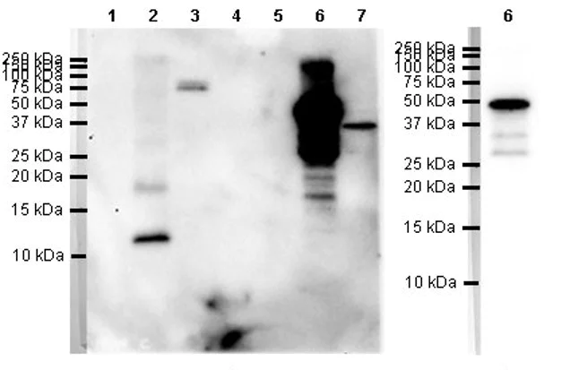 Western blot - Anti-MIP-1 alpha/CCL3 + CCL4/MIP-1 beta + CCL3L1 + CCL4L1 antibody [EPR19900-275] - BSA & Azide free (AB245831)