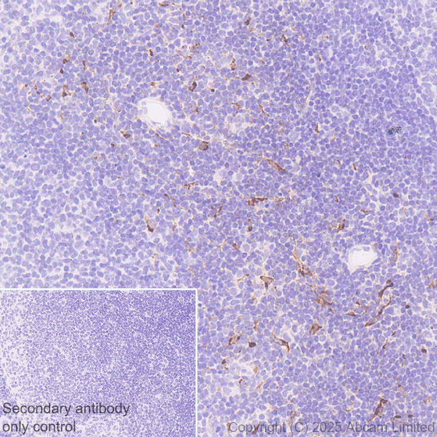 Immunohistochemistry (Formalin/PFA-fixed paraffin-embedded sections) - Anti-MIP-3 beta/CCL19 antibody [EPR27463-29] (AB324163), expandable thumbnail
