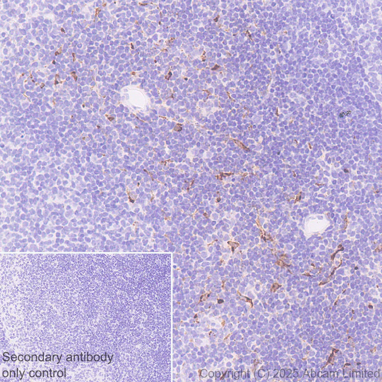 Immunohistochemistry (Formalin/PFA-fixed paraffin-embedded sections) - Anti-MIP-3 beta/CCL19 antibody [EPR27463-29] (AB324163)
