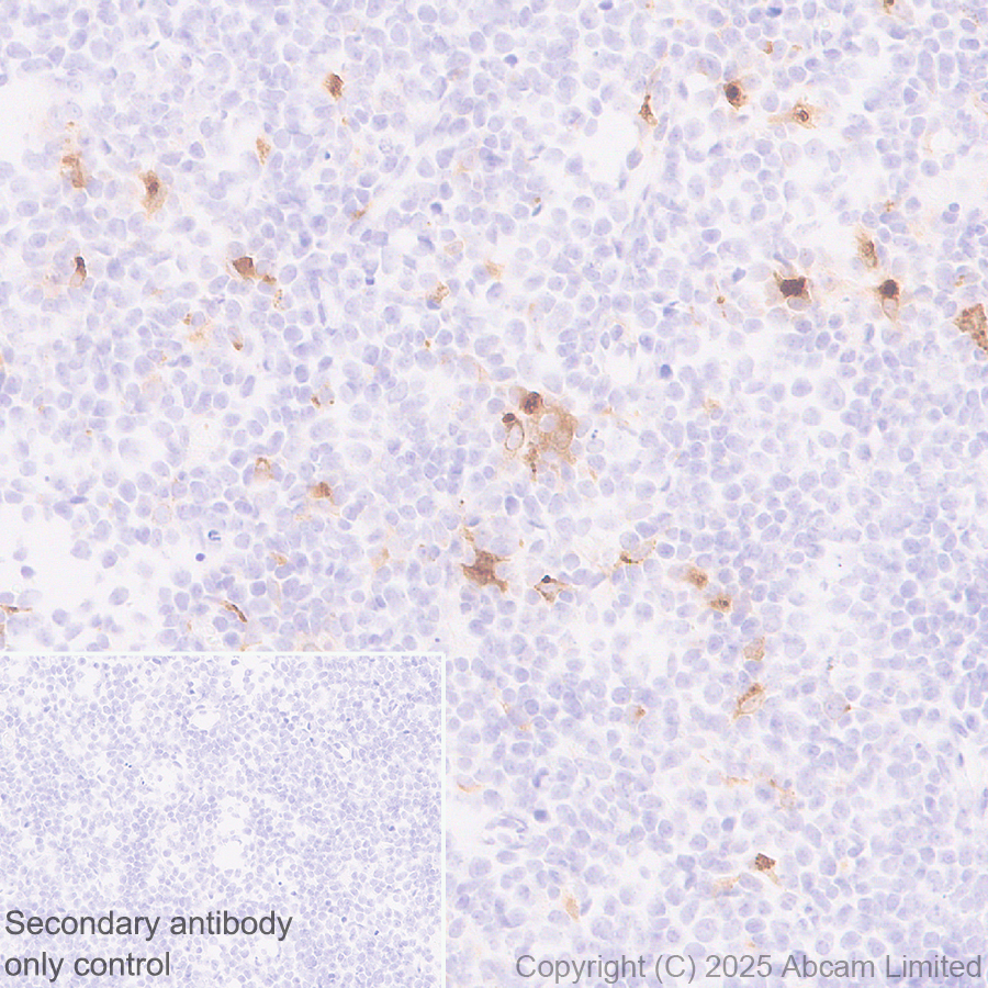 Immunohistochemistry (Formalin/PFA-fixed paraffin-embedded sections) - Anti-MIP-3 beta/CCL19 antibody [EPR27463-29] (AB324163), expandable thumbnail