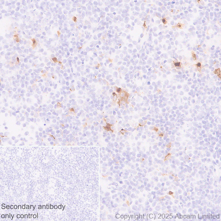 Immunohistochemistry (Formalin/PFA-fixed paraffin-embedded sections) - Anti-MIP-3 beta/CCL19 antibody [EPR27463-29] (AB324163)