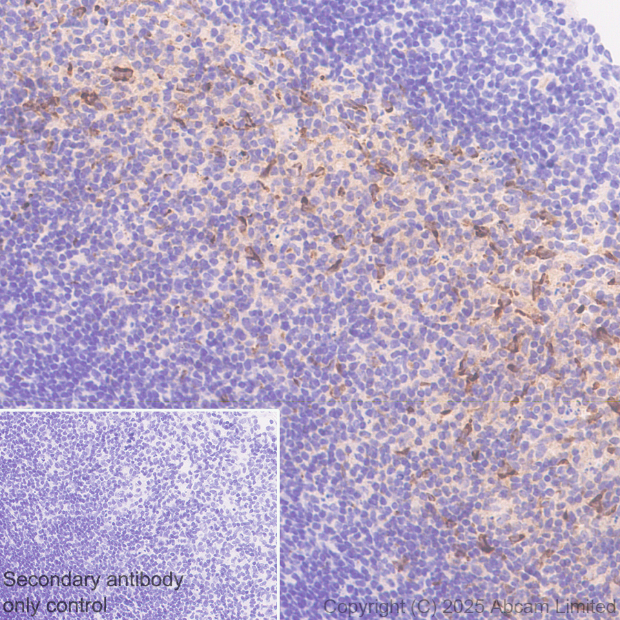 Immunohistochemistry (Formalin/PFA-fixed paraffin-embedded sections) - Anti-MIP-3 beta/CCL19 antibody [EPR27463-29] (AB324163), expandable thumbnail