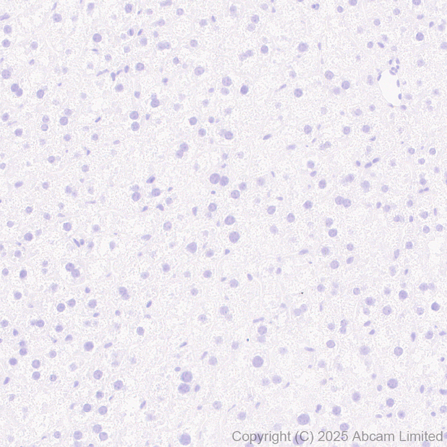 Immunohistochemistry (Formalin/PFA-fixed paraffin-embedded sections) - Anti-MIP-3 beta/CCL19 antibody [EPR27463-29] (AB324163), expandable thumbnail