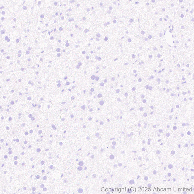 Immunohistochemistry (Formalin/PFA-fixed paraffin-embedded sections) - Anti-MIP-3 beta/CCL19 antibody [EPR27463-29] (AB324163)