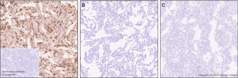 Immunohistochemistry (Formalin/PFA-fixed paraffin-embedded sections) - Anti-MIP-3 beta/CCL19 antibody [EPR27463-29] (AB324163)