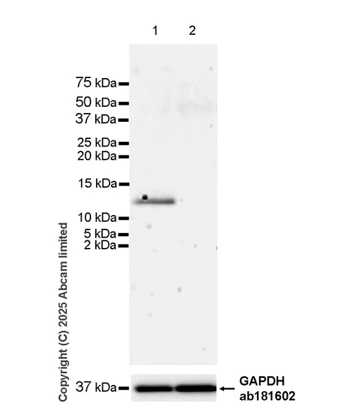 Western blot - Anti-MIP-3 beta/CCL19 antibody [EPR27463-29] (AB324163)