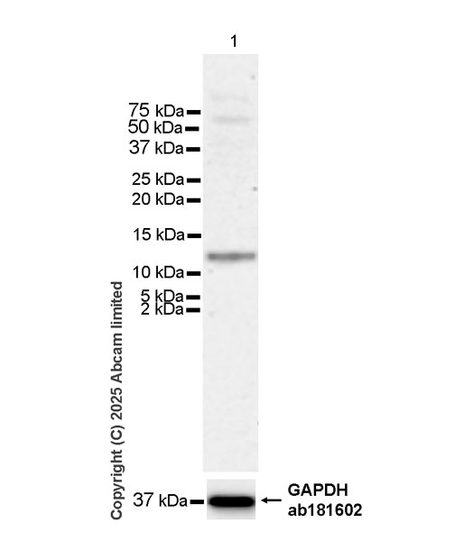 Western blot - Anti-MIP-3 beta/CCL19 antibody [EPR27463-29] (ab324163), expandable thumbnail