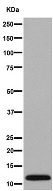 Western blot - Anti-MIP-3 beta/CCL19 antibody [EPR7043(2)] (AB192871)