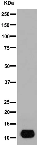 Western blot - Anti-MIP-3 beta/CCL19 antibody [EPR7044(2)] - BSA and Azide free (AB251159)