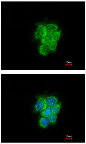 Immunocytochemistry/ Immunofluorescence - Anti-MIPEP antibody (AB154407)