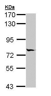 Western blot - Anti-MIPEP antibody (AB154407), expandable thumbnail