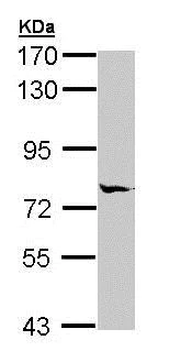 Western blot - Anti-MIPEP antibody (AB154407)