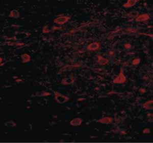 Immunocytochemistry/ Immunofluorescence - Anti-Mipu1 antibody (AB106432)