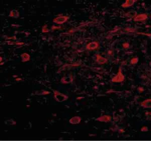 Immunocytochemistry/ Immunofluorescence - Anti-Mipu1 antibody (AB106432)