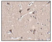 Immunohistochemistry (Formalin/PFA-fixed paraffin-embedded sections) - Anti-Mipu1 antibody (AB106432)