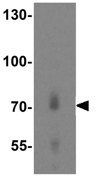 Western blot - Anti-Mipu1 antibody (AB106432)