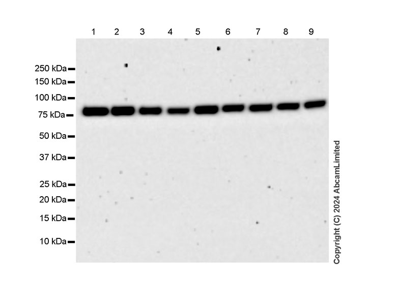 Western blot - Anti-MIRO1 antibody [MJF-D29136-4] (AB319154), expandable thumbnail