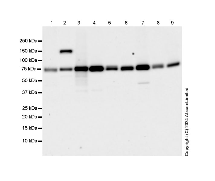 Western blot - Anti-MIRO1 antibody [MJF-D29136-4] (AB319154), expandable thumbnail