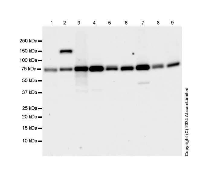 Western blot - Anti-MIRO1 antibody [MJF-D29136-4] (AB319154)