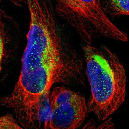 Immunocytochemistry/ Immunofluorescence - Anti-MIRO2 antibody (AB224089)