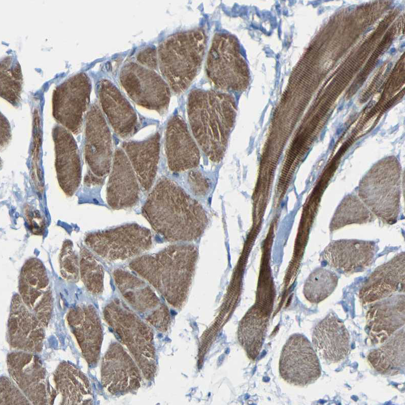 Anti-MIRO2 antibody (ab224089) | Abcam