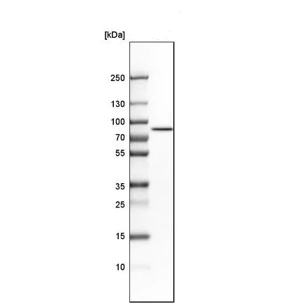 Western blot - Anti-MIRO2 antibody (AB224089)
