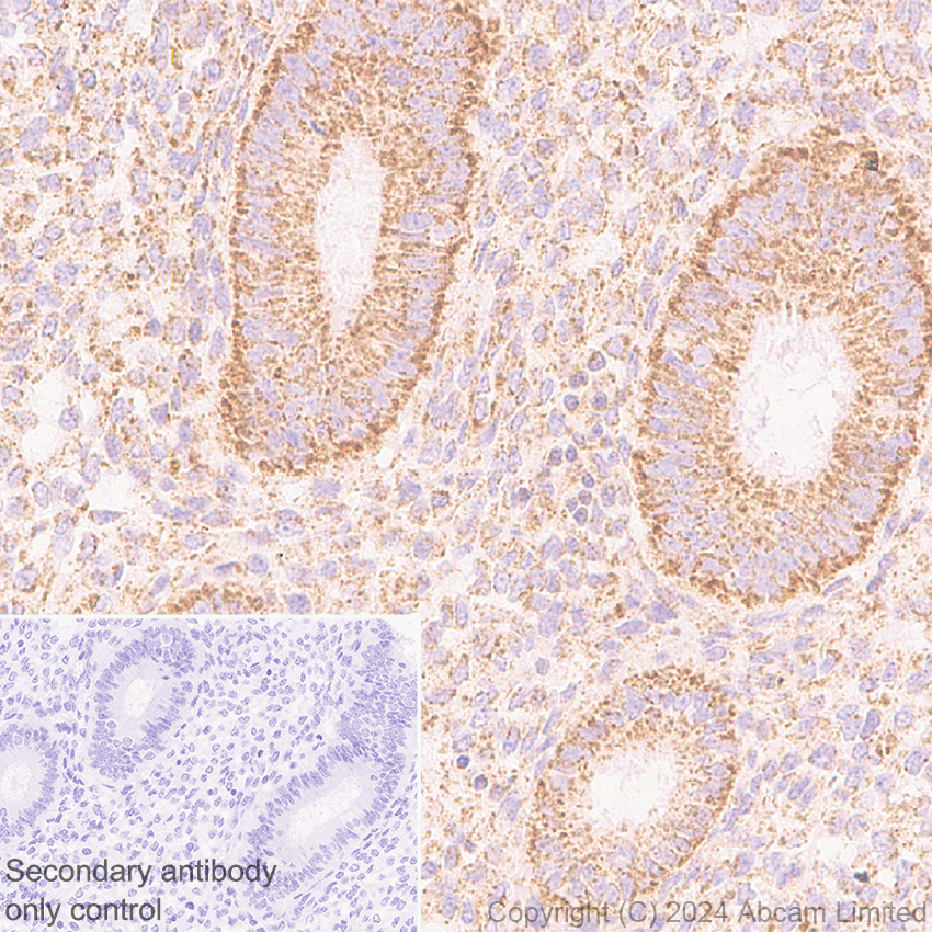 Immunohistochemistry (Formalin/PFA-fixed paraffin-embedded sections) - Anti-MIRO2 antibody [EPR29118-10] (AB321803)