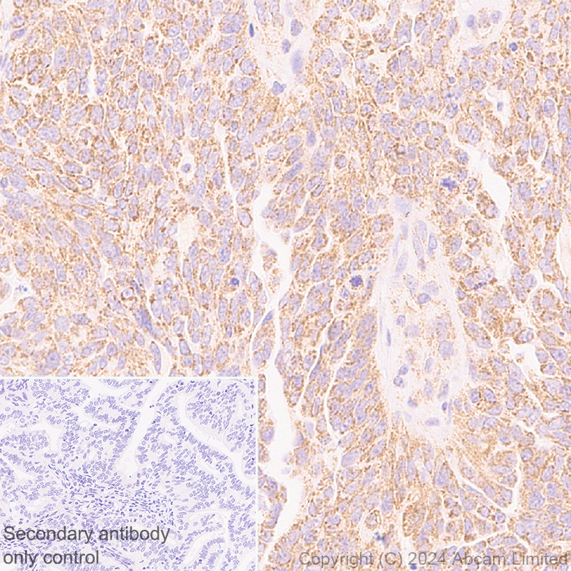 Immunohistochemistry (Formalin/PFA-fixed paraffin-embedded sections) - Anti-MIRO2 antibody [EPR29118-10] (AB321803)