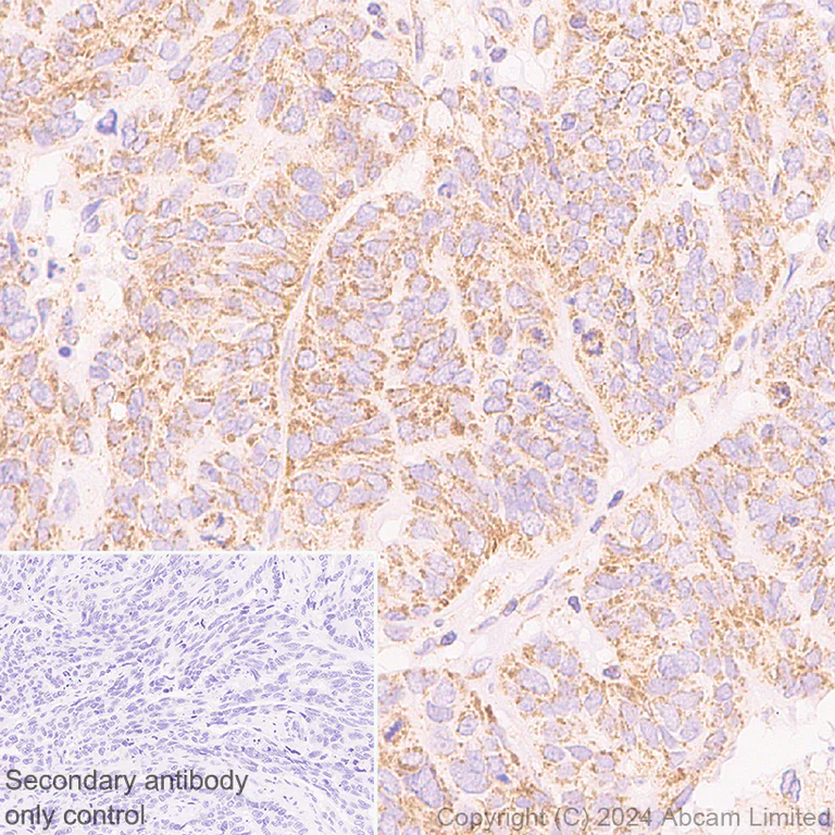 Immunohistochemistry (Formalin/PFA-fixed paraffin-embedded sections) - Anti-MIRO2 antibody [EPR29118-10] (AB321803)