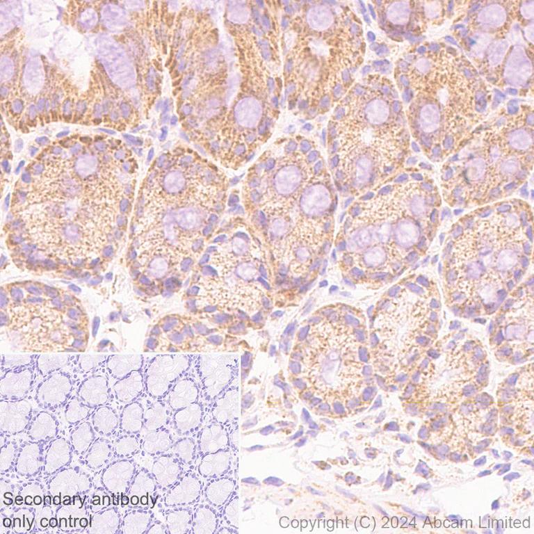 Immunohistochemistry (Formalin/PFA-fixed paraffin-embedded sections) - Anti-MIRO2 antibody [EPR29118-10] (AB321803)