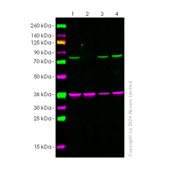 Western blot - Anti-MIRO2 antibody [EPR29118-10] - BSA and Azide free (AB321804)