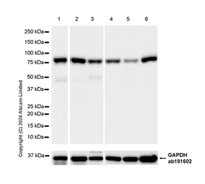 Western blot - Anti-MIRO2 antibody [EPR29118-10] - BSA and Azide free (AB321804)