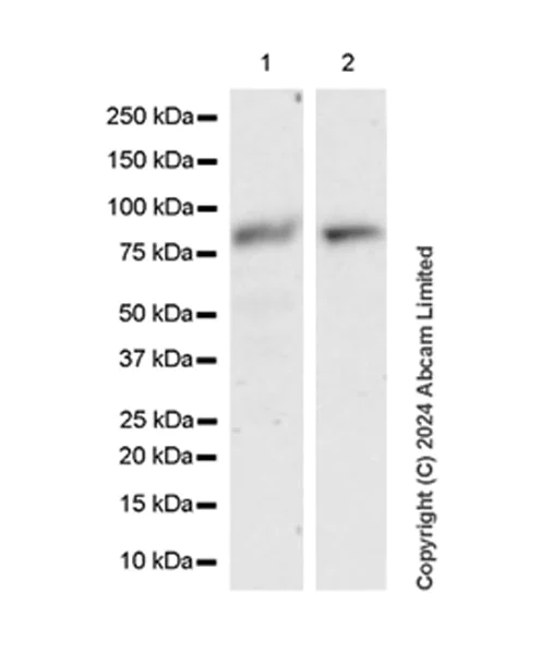 Western blot - Anti-MIRO2 antibody [EPR29118-10] - BSA and Azide free (AB321804)