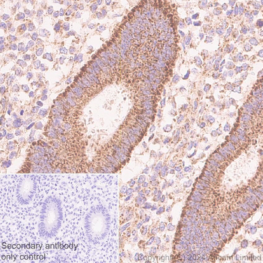 Immunohistochemistry (Formalin/PFA-fixed paraffin-embedded sections) - Anti-MIRO2 antibody [EPR29118-85] (AB320739), expandable thumbnail