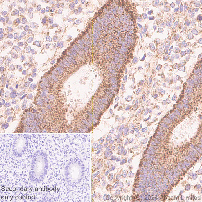 Immunohistochemistry (Formalin/PFA-fixed paraffin-embedded sections) - Anti-MIRO2 antibody [EPR29118-85] (AB320739)