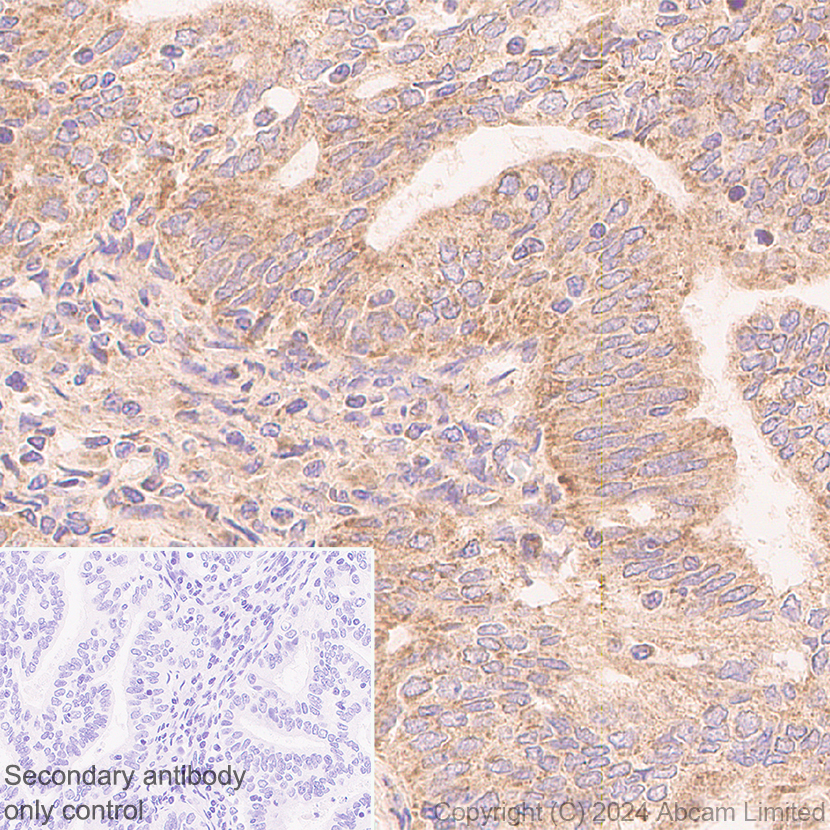 Immunohistochemistry (Formalin/PFA-fixed paraffin-embedded sections) - Anti-MIRO2 antibody [EPR29118-85] (AB320739), expandable thumbnail