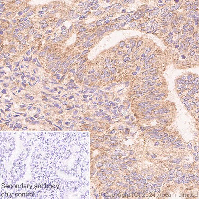 Immunohistochemistry (Formalin/PFA-fixed paraffin-embedded sections) - Anti-MIRO2 antibody [EPR29118-85] (AB320739)