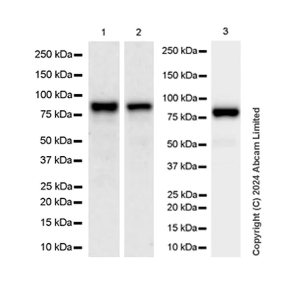 Western blot - Anti-MIRO2 antibody [EPR29118-85] (AB320739)