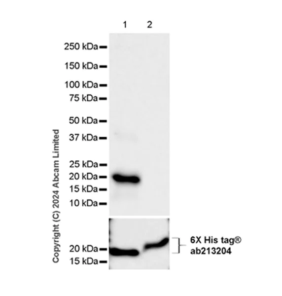Western blot - Anti-MIRO2 antibody [EPR29118-85] (AB320739)