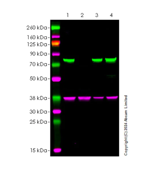 Western blot - Anti-MIRO2 antibody [EPR29118-85] - BSA and Azide free (AB320740)