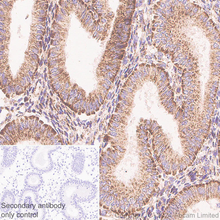Immunohistochemistry (Formalin/PFA-fixed paraffin-embedded sections) - Anti-MIRO2 antibody [RM2077] (AB322962)