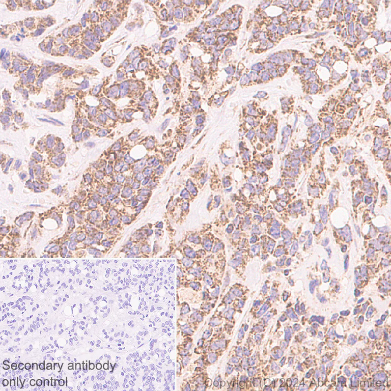 Immunohistochemistry (Formalin/PFA-fixed paraffin-embedded sections) - Anti-MIRO2 antibody [RM2077] (AB322962)
