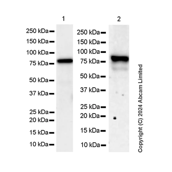 Western blot - Anti-MIRO2 antibody [RM2077] (AB322962)