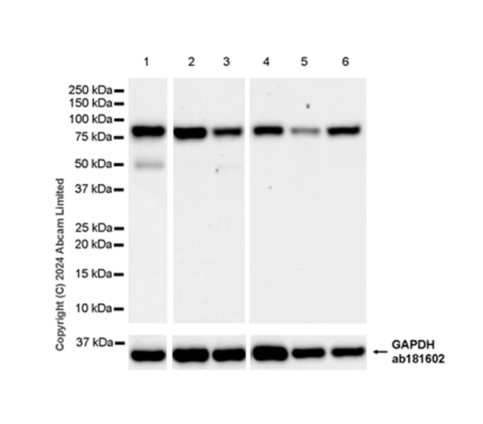 Western blot - Anti-MIRO2 antibody [RM2077] (AB322962)