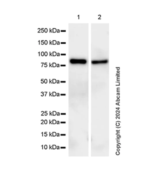 Western blot - Anti-MIRO2 antibody [RM2077] (AB322962)