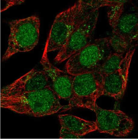 Immunocytochemistry/ Immunofluorescence - Anti-MIST-1 antibody (AB187978)