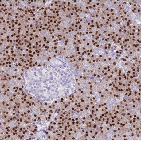 Immunohistochemistry (Formalin/PFA-fixed paraffin-embedded sections) - Anti-MIST-1 antibody (AB187978)
