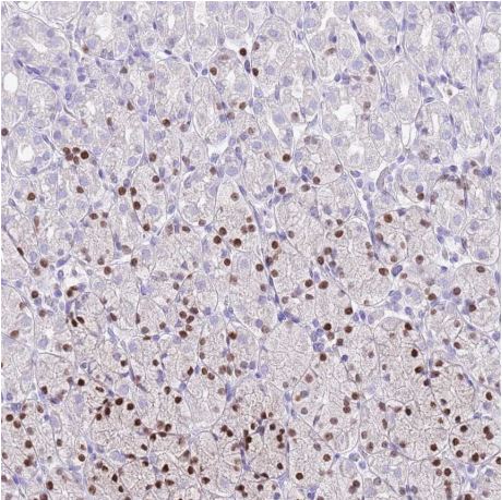 Immunohistochemistry (Formalin/PFA-fixed paraffin-embedded sections) - Anti-MIST-1 antibody (AB187978), expandable thumbnail