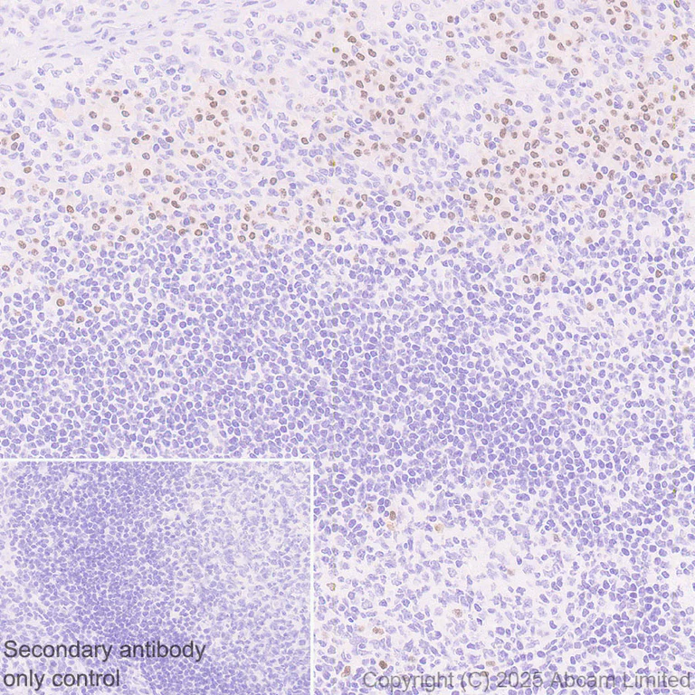 Immunohistochemistry (Formalin/PFA-fixed paraffin-embedded sections) - Anti-MIST-1 antibody [EPR29652-63] (AB324434)